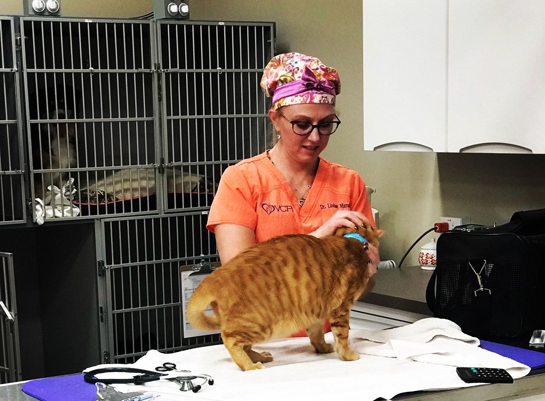 Join Our Team Open Positions Veterinary Center of Parker, Inc.