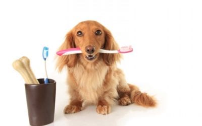 3 Things You Can Do To Keep Your Pets Dental Health In Tip Top Shape