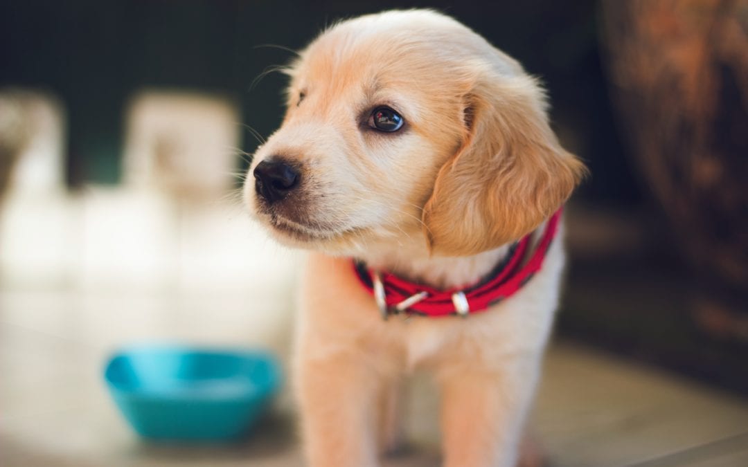 Golden puppy wearing red collar