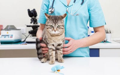 Finding the Right Veterinarian For You and Your Pet