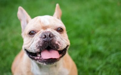 4 Things To Consider When Choosing Pet Insurance