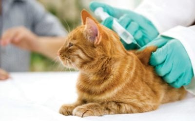 Vaccines- Beneficial For Your Pet and Your Family