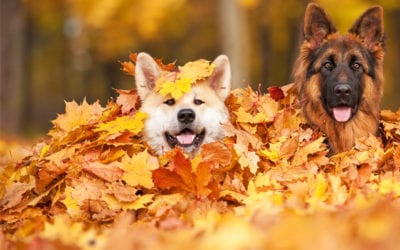 Pitfalls Of Fall For Your Pet