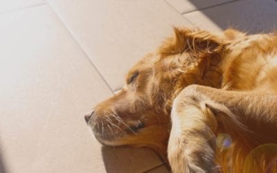 7 Hot Weather Tips for Your Pet