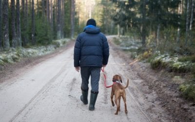 What to Bring When Hiking with Your Dog