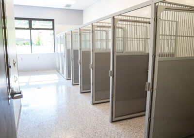 Clean, well-kept dog kennels