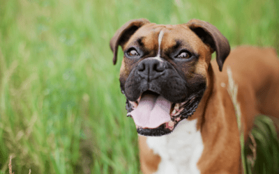Summer Adventure Checklist for Pet Parents