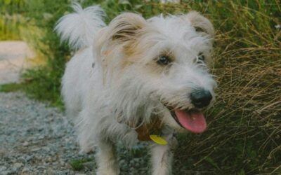 Pet Owner’s Guide To Heatstroke In Pets