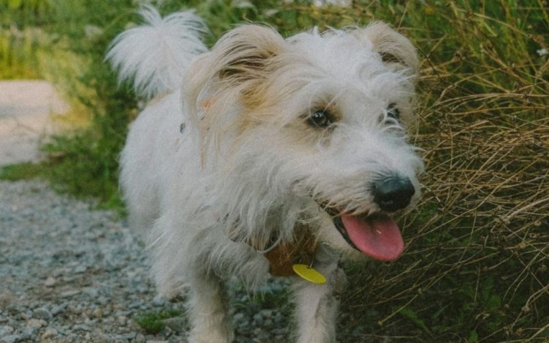 Pet Owner’s Guide To Heatstroke In Pets