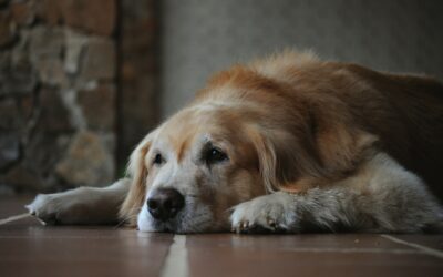 Caring for Your Senior Pet: What You Need to Know