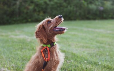 Addressing Common Behavioral Issues in Pets: A Guide for Pet Parents