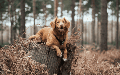 Recognizing and Managing Diabetes in Pets