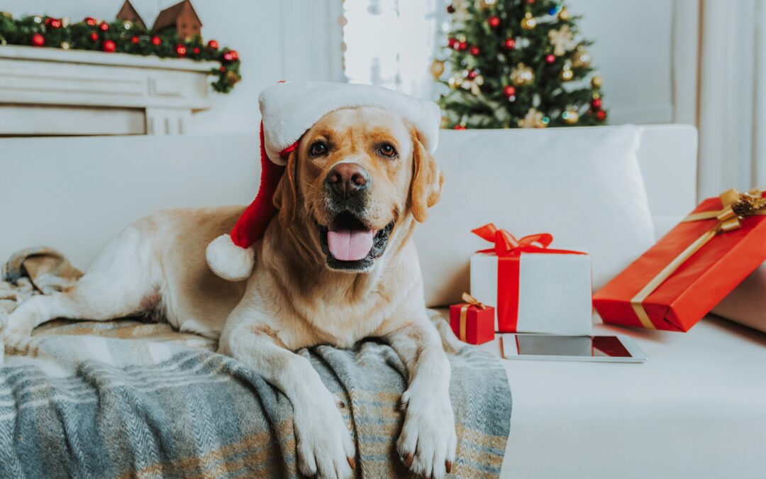🎄 Holiday Pet Safety: Keeping Your Pets Happy & Healthy This Season