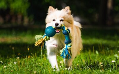 Spring Into Wellness: Helping Your Pet Thrive This Season