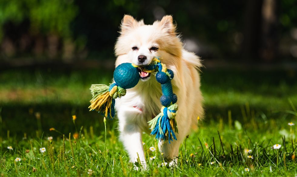 A dog joyfully running with a colorful toy in its mouth