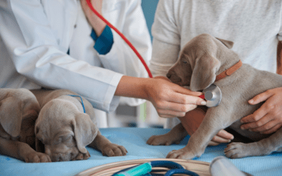 Care That Goes Beyond The Exam Room: Why Relationships Matter in Your Pet’s Care