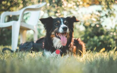 Sunny Signals: How to Read Your Pet’s Behavior This Summer 🐾☀️