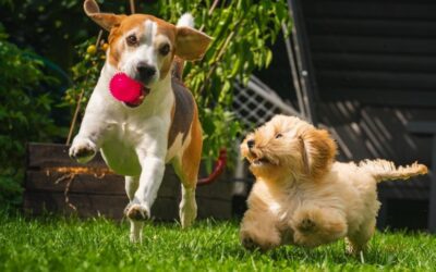 Back to Routine: Building Pawsitive Habits for a Healthier Pet