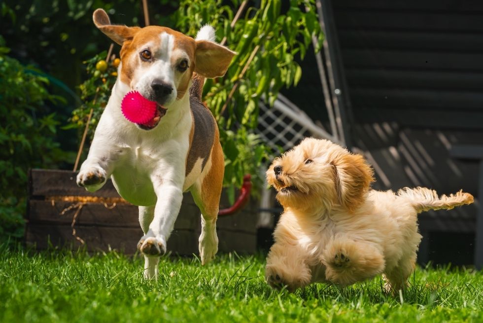 Back to Routine: Building Pawsitive Habits for a Healthier Pet