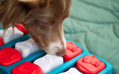🍎 Learning Never Stops: How Enrichment Helps Pets Learn, Grow, and Thrive