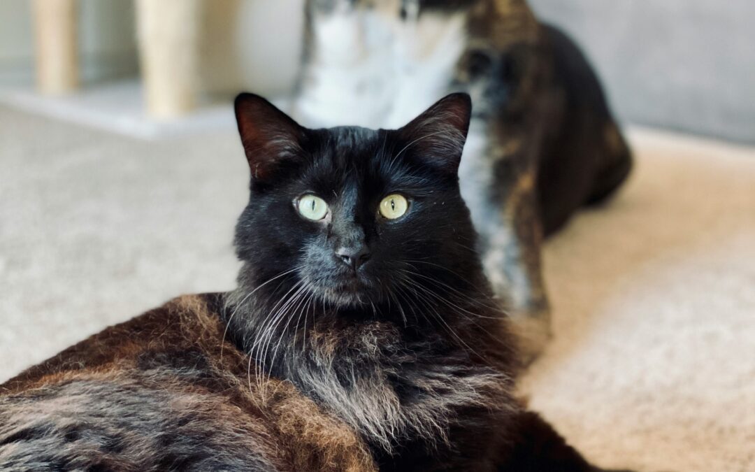 🔬 Curious Creatures: The Science Behind Your Pet’s Strangest Behaviors